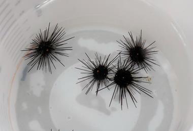 Low-Res_Sea Urchin Research
