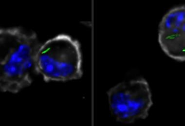 macrophages2