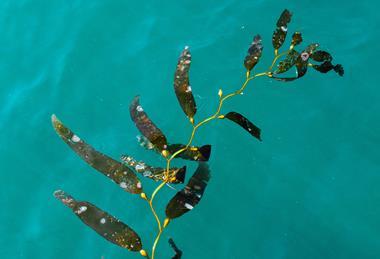 Seaweed floating in water