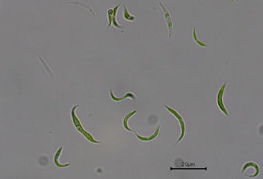 Low-Res_microalgas