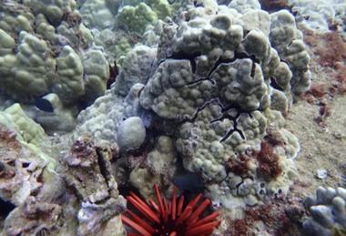 coral