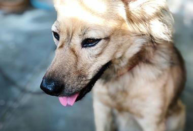 pexels-catherinesheila-2409009