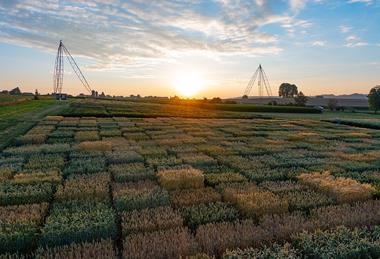 Dawn_in_the_field_near_Zurich