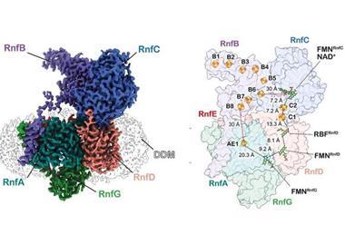 Rnf comlex structure