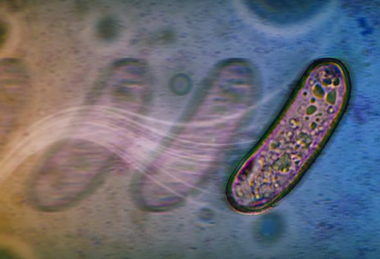 Low-Res_bacterial_swashing