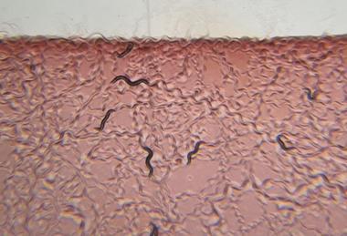 Low-Res_red worms estrem-crop