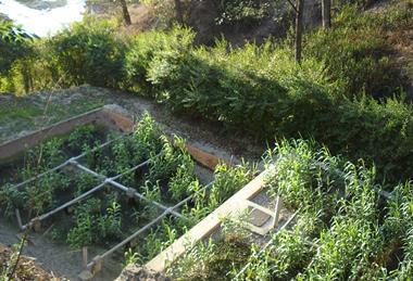 S_Koirala_Hospital_Constructed_Wetland_(4975034182)