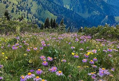spring alpines blooming in the mountains