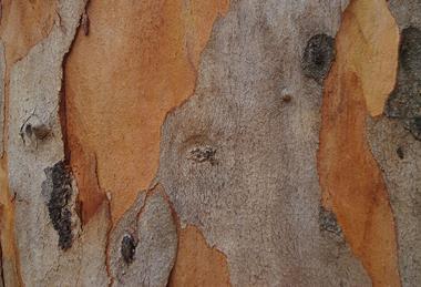 Eucalyptus_propinqua_bark,_7th_Brigade_Park,_Chermside_IMGP0145