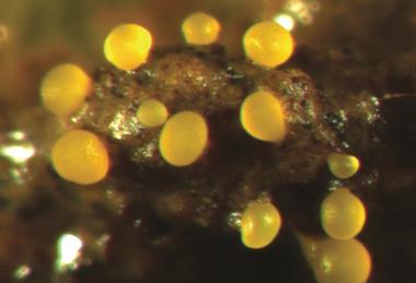 Myxococcus_xanthus