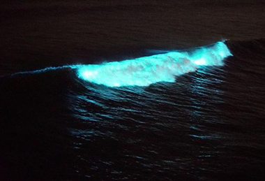 Low-Res_Latz_2020_04_24_Red tide-crop