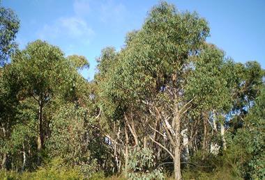 Eucalyptus_olida_woodland1
