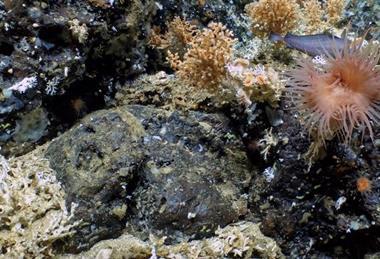 Low-Res_Coral PR Image 1