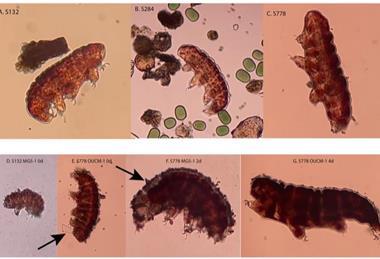Low-Res_Tardigrades_Before_After