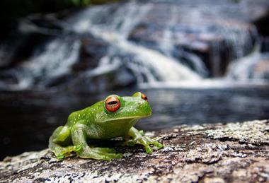 Low-Res_Becker_Frog_PSN