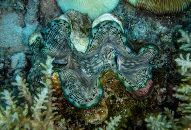 Giant clams
