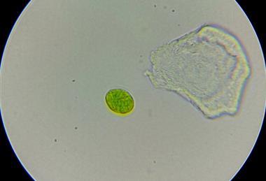 Tetraselmis_suecica_01