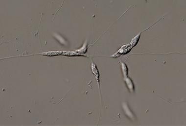 Protist_labyrinthula_1000_Maple_Ferryman