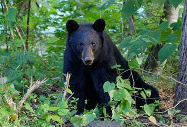 McKenney-black-bear-HEADER-credit-Peregrine-Photography