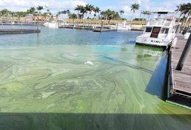 Low-Res_Algae_sample