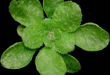 Arabidopsis_thaliana_rosette