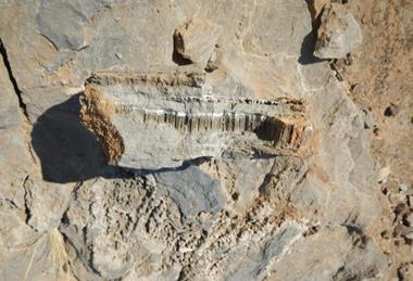 Low-Res_09_geowiss_geomikrobio_mikroorganismen_01
