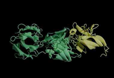 Protein-antibody interaction of H5N1 virus