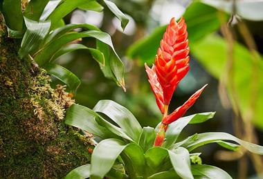 Vriesea_cv_(49359766691)