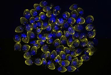 Low-Res_20250308_UExM_tgDS083_72h_IAA_SetB_Tub-Cen_002 - Deconvolved, Type Automatic-MaxIP_GOOD