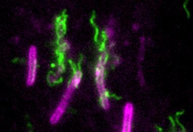Flagellar Toxicity image