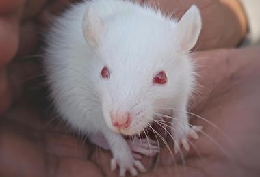 pexels-choco-virat-1244738-6552969