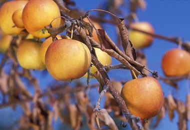 Severe_fire_blight_infection_on_apples