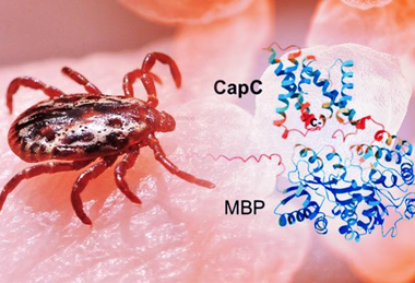 Low-Res_tularemia-asu-news