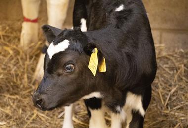 Calf_Royal Veterinary College