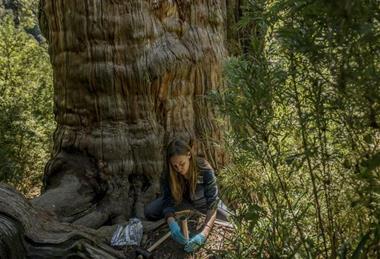 Low-Res_06_Chile_Fungi__D355244 (1)