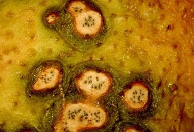 Citrus_Black_Spot