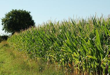 Zea mays