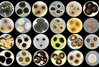 Low-Res_Fungal_cultures_Project_REMEDY_by-ana-gubenšek