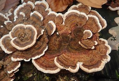 Trametes_versicolor_103224053