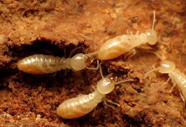 Termites_(30864662314)