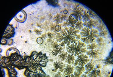 Microscope_view_of_Bacillus_subtilis_2