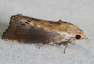 Greater Wax Moth