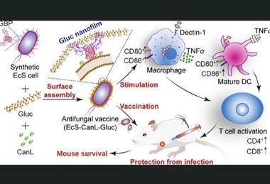 E coli