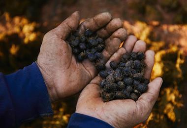 Black_Ivory_coffee_beans