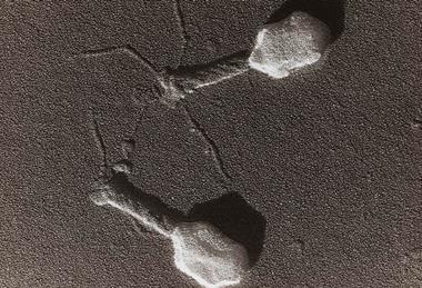 T4 Bacteriophage