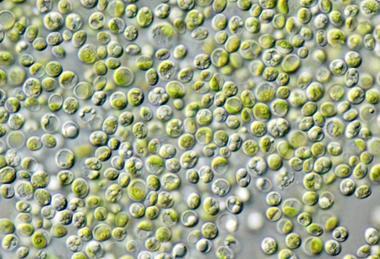 Chlorella_vulgaris_NIES2170