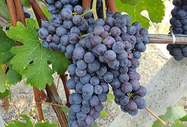 Uva_Nebbiolo