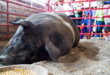 2014_Iowa_State_Fair_(14856822146)