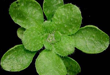 Arabidopsis_thaliana_rosette