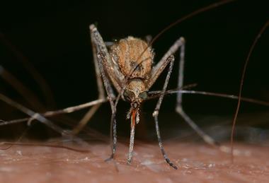 insects-820484_1280